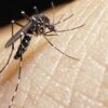 Dengue