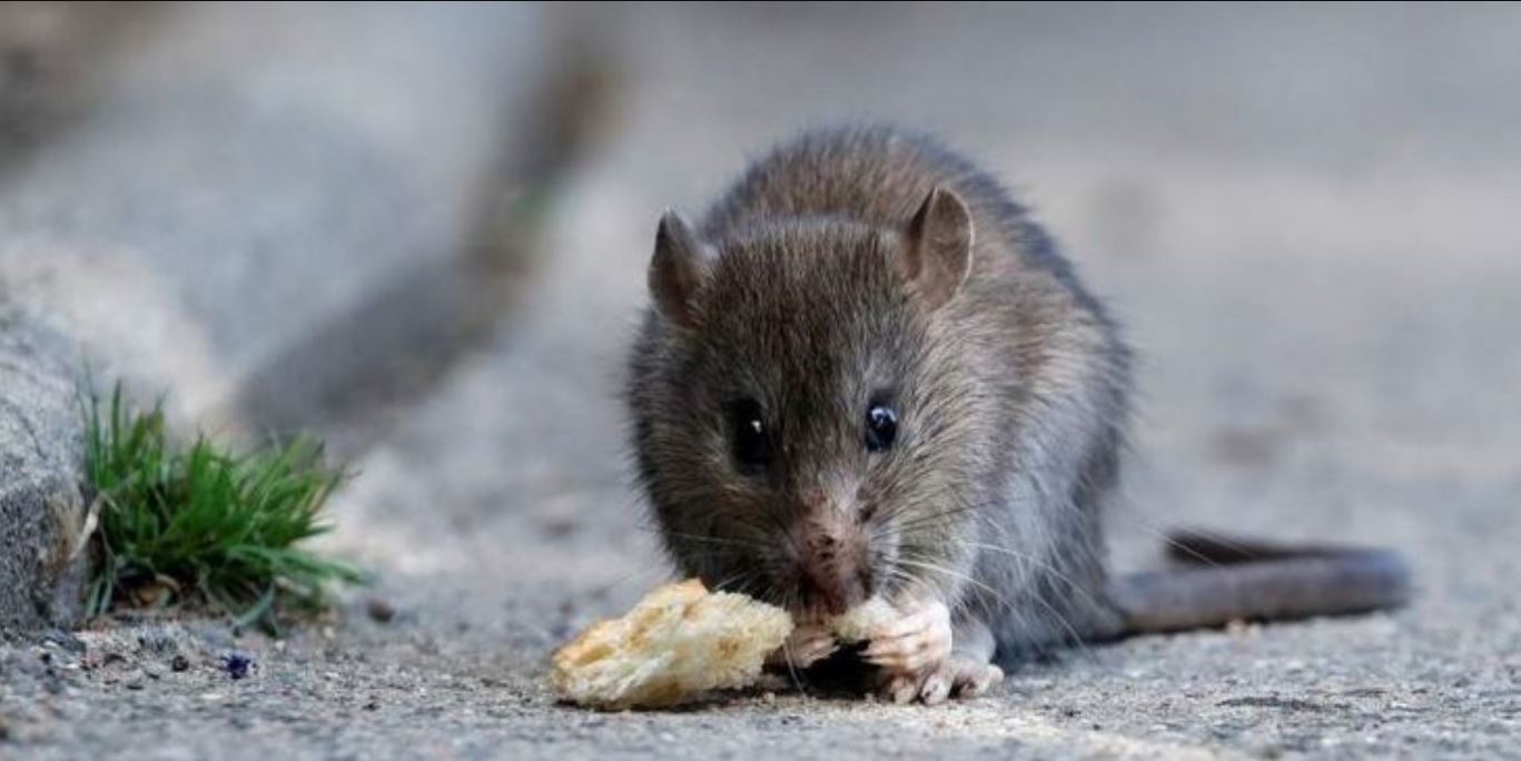 hantavirus