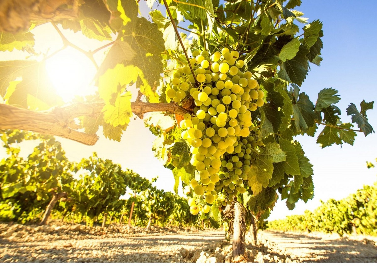 Albariño