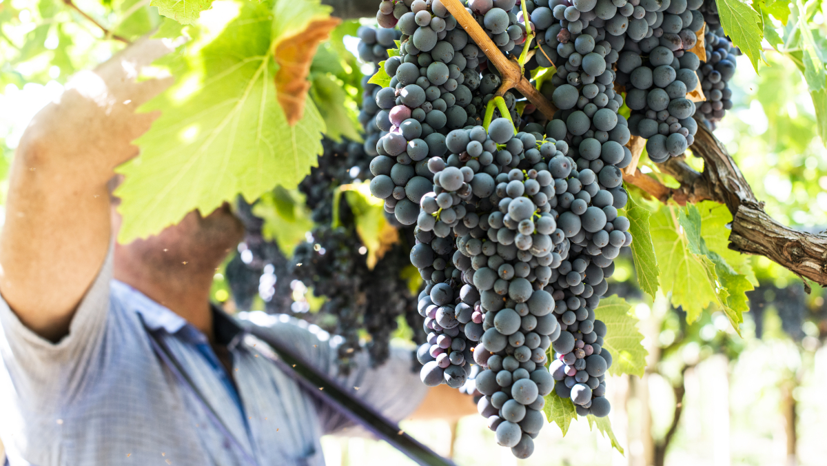Tannat
