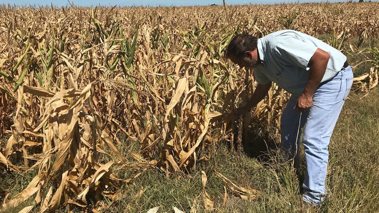 Aequía en el campo