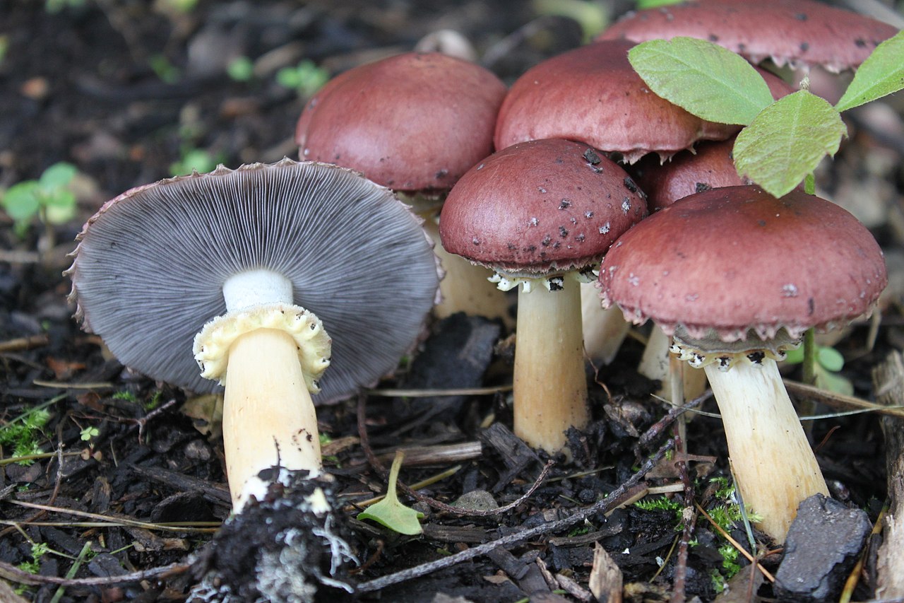 Hongos