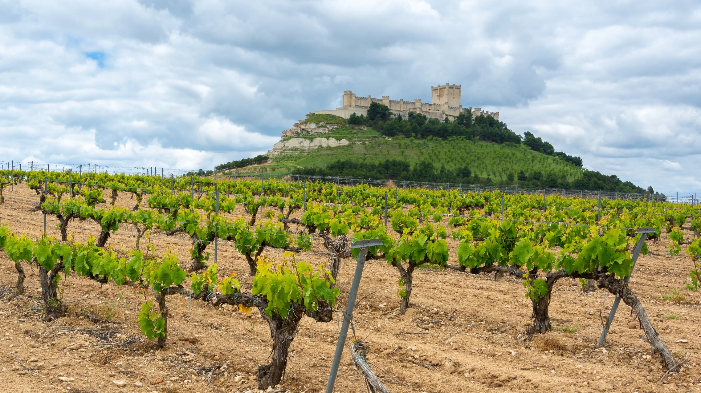 Ribera del Duero