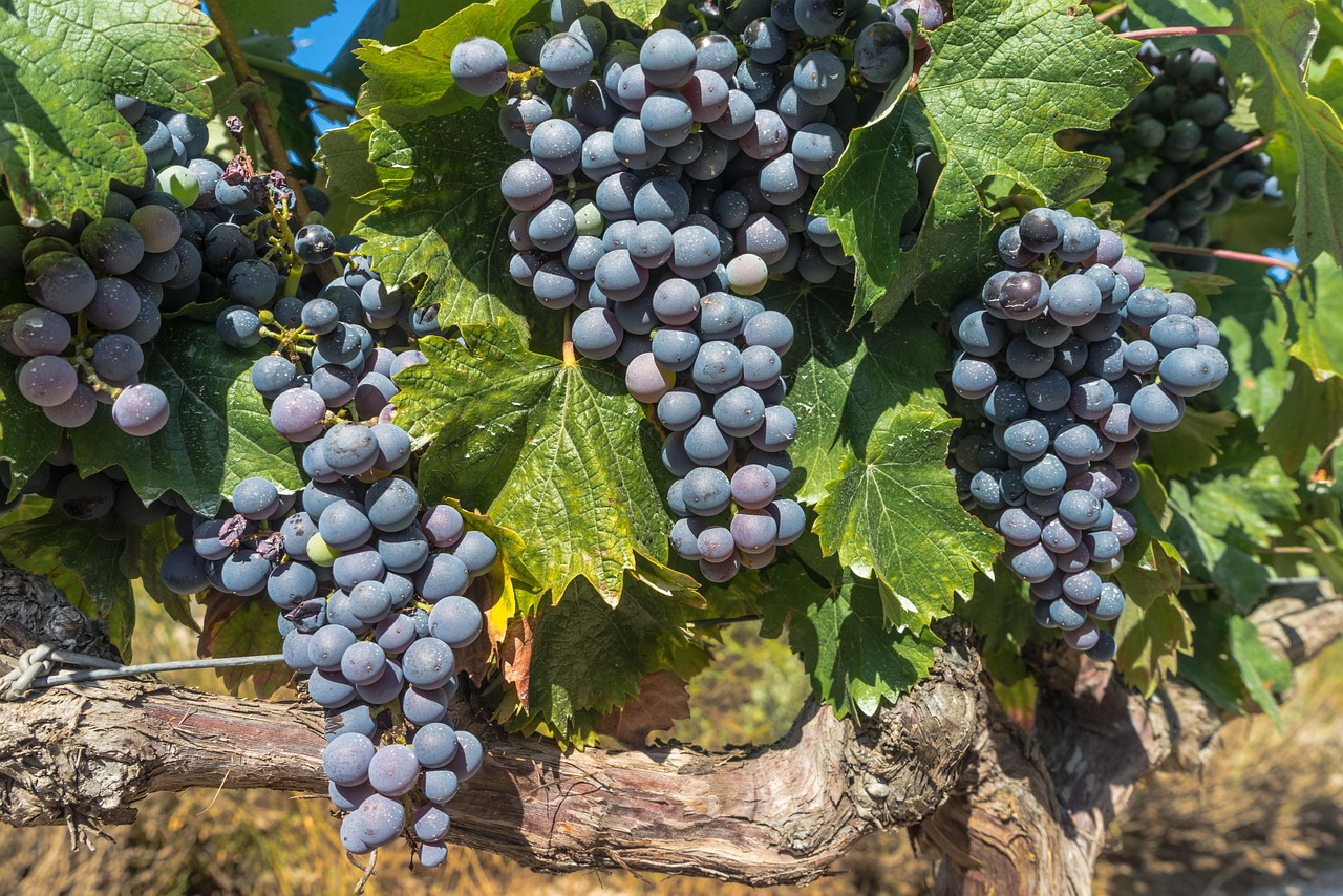 Cabernet Sauvignon