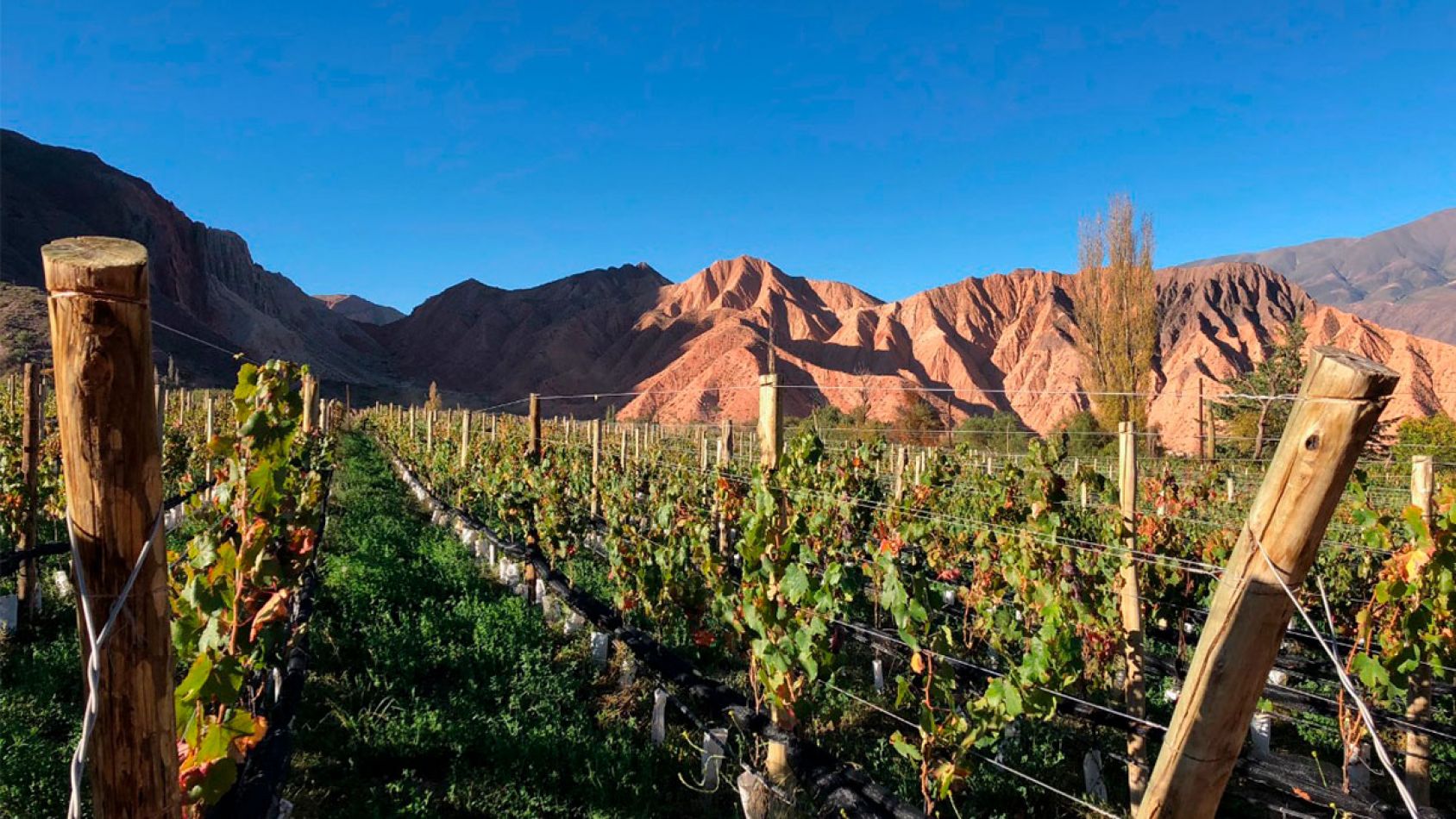 Vinos de altura