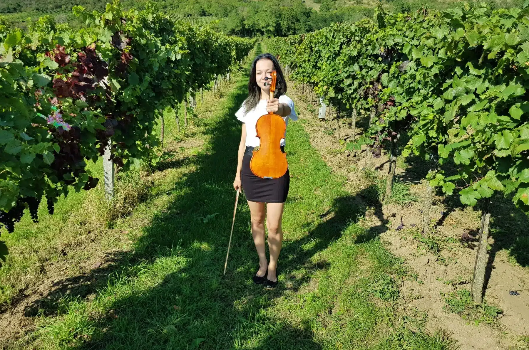 Viñedos