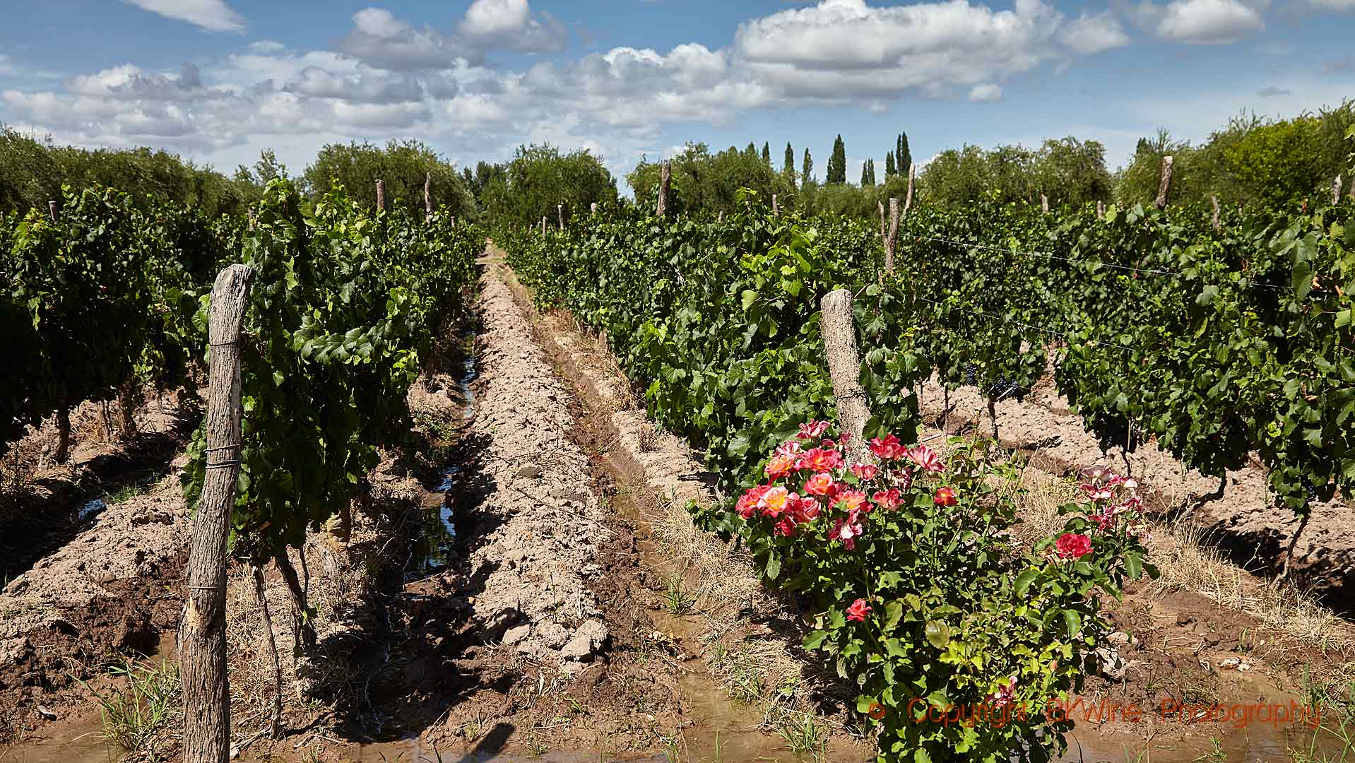 Terroir