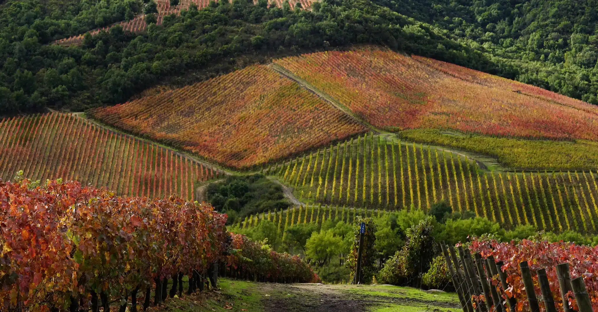 Valle de Colchagua