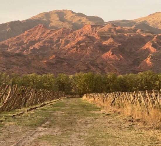 Bodega Federico Mena Saravia en Hualfín