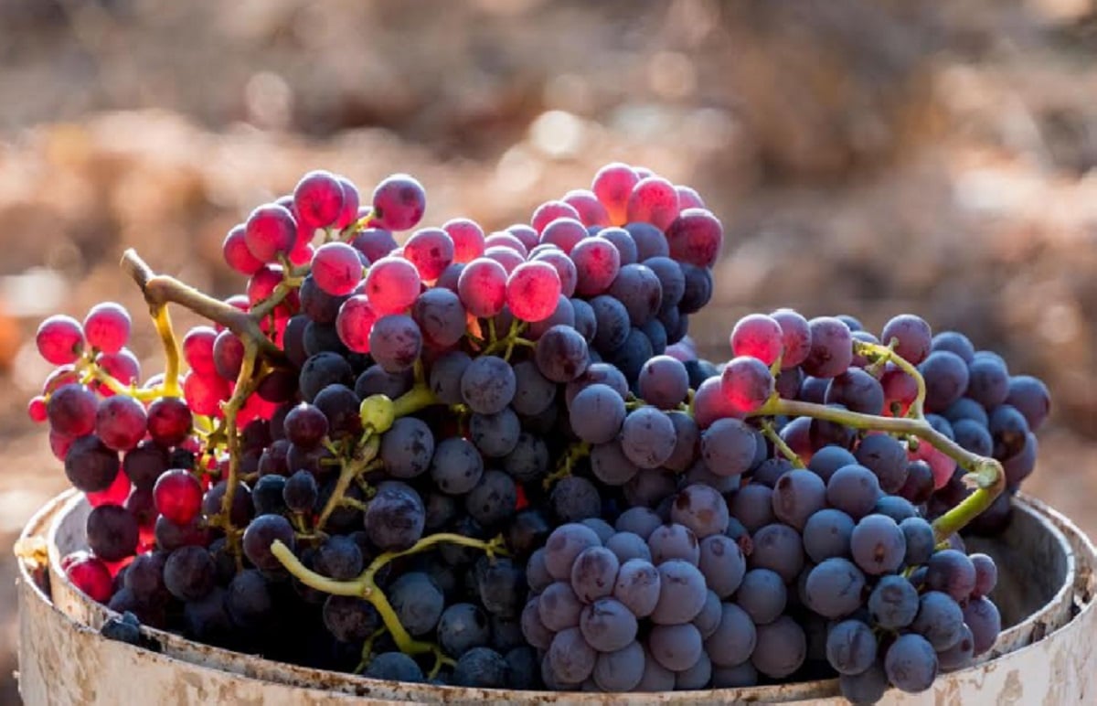 Variedades de vino