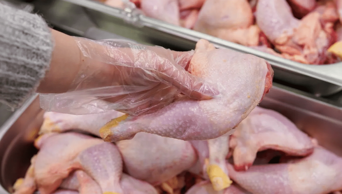 Pollo