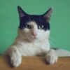 Gatos