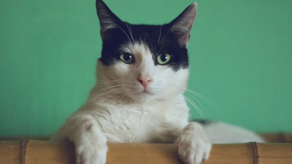 Gatos