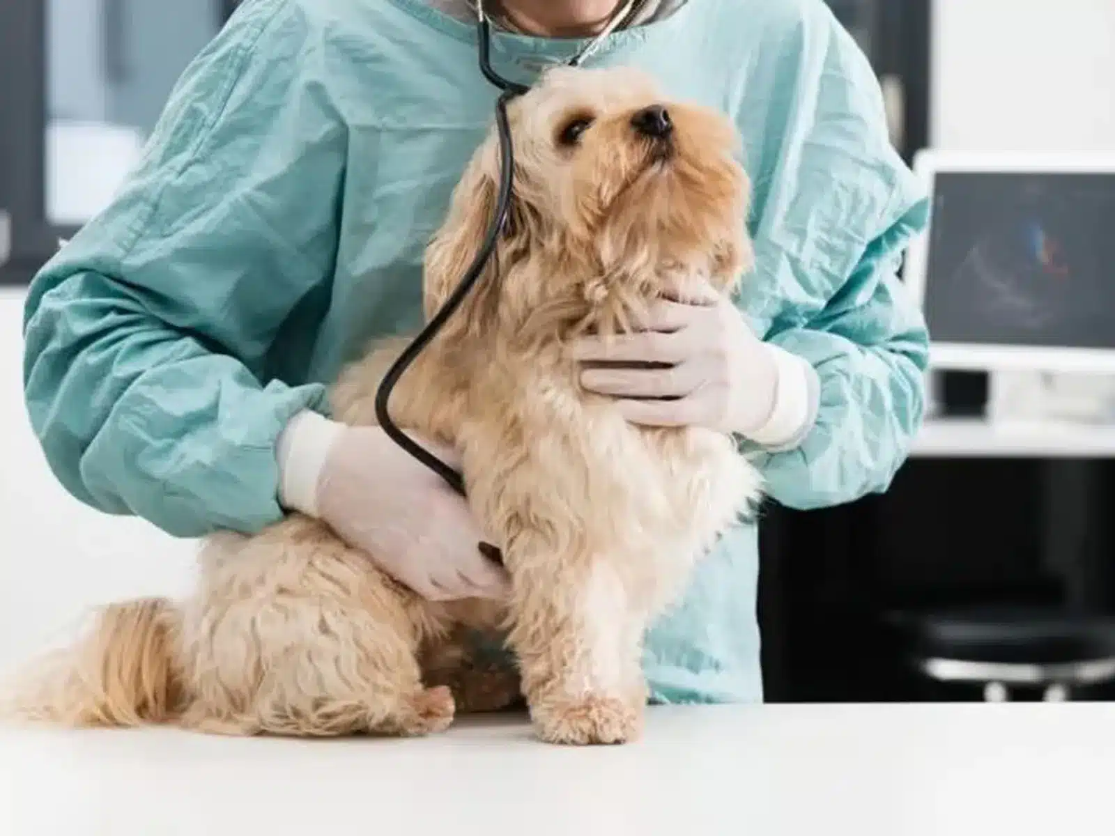 Hito veterinario argentino
